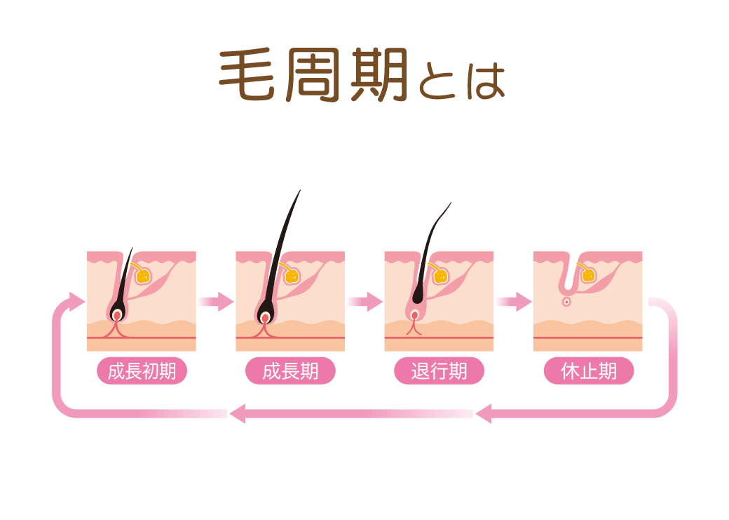 毛根期とは